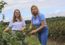 Choroby i szkodniki w porzeczkach w sezonie 2026. Tylko kompleksowa ochrona pozwoliła utrzymać plantacje w dobrej kondycji porzeczka