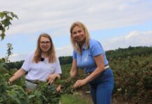 Choroby i szkodniki w porzeczkach w sezonie 2026. Tylko kompleksowa ochrona pozwoliła utrzymać plantacje w dobrej kondycji