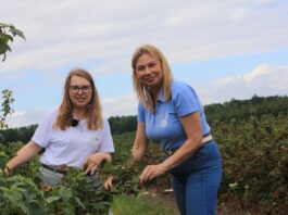 Choroby i szkodniki w porzeczkach w sezonie 2026. Tylko kompleksowa ochrona pozwoliła utrzymać plantacje w dobrej kondycji
