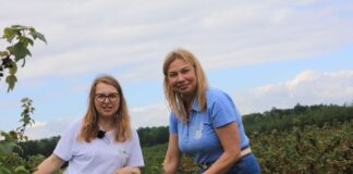 Choroby i szkodniki w porzeczkach w sezonie 2026. Tylko kompleksowa ochrona pozwoliła utrzymać plantacje w dobrej kondycji