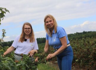 Choroby i szkodniki w porzeczkach w sezonie 2026. Tylko kompleksowa ochrona pozwoliła utrzymać plantacje w dobrej kondycji