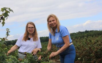 Choroby i szkodniki w porzeczkach w sezonie 2026. Tylko kompleksowa ochrona pozwoliła utrzymać plantacje w dobrej kondycji