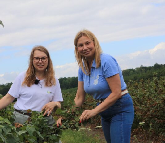 Choroby i szkodniki w porzeczkach w sezonie 2026. Tylko kompleksowa ochrona pozwoliła utrzymać plantacje w dobrej kondycji