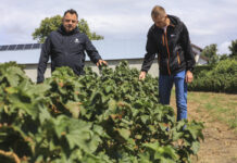 Czarna porzeczka po zbiorach 2026. Jak przygotować plantację do kolejnego sezonu? Marek Sidor i Arkadiusz Sławiński na plantacji porzeczek po zbiorach
