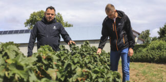 Czarna porzeczka po zbiorach 2026. Jak przygotować plantację do kolejnego sezonu? Marek Sidor i Arkadiusz Sławiński na plantacji porzeczek po zbiorach