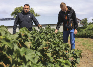 Czarna porzeczka po zbiorach 2026. Jak przygotować plantację do kolejnego sezonu? Marek Sidor i Arkadiusz Sławiński na plantacji porzeczek po zbiorach