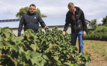 Czarna porzeczka po zbiorach 2026. Jak przygotować plantację do kolejnego sezonu? Marek Sidor i Arkadiusz Sławiński na plantacji porzeczek po zbiorach