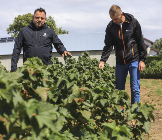 Czarna porzeczka po zbiorach 2026. Jak przygotować plantację do kolejnego sezonu? Marek Sidor i Arkadiusz Sławiński na plantacji porzeczek po zbiorach