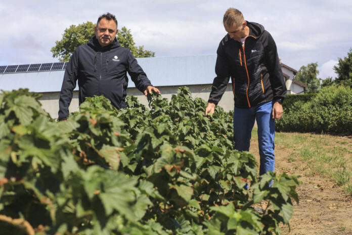 IMG_9219 Marek Sidor i Arkadiusz Sławiński na plantacji porzeczek po zbiorach