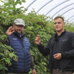 30 ton malin z hektara mimo mrozów i upałów? Ta plantacja pokazuje, że to możliwe