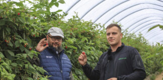 30 ton malin z hektara mimo mrozów i upałów? Ta plantacja pokazuje, że to możliwe