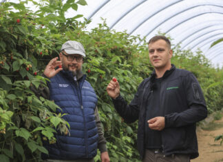 30 ton malin z hektara mimo mrozów i upałów? Ta plantacja pokazuje, że to możliwe