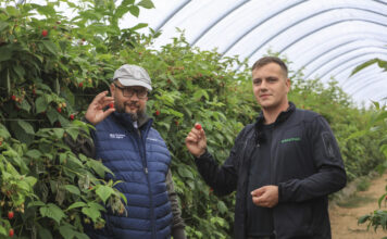 30 ton malin z hektara mimo mrozów i upałów? Ta plantacja pokazuje, że to możliwe