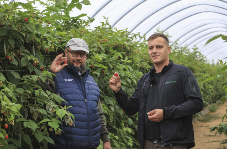 30 ton malin z hektara mimo mrozów i upałów? Ta plantacja pokazuje, że to możliwe
