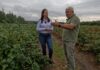 Katastrofalne skutki upałów na plantacjach czarnej porzeczki. Dariusz Szymczak: „To jest stan klęski żywiołowej”