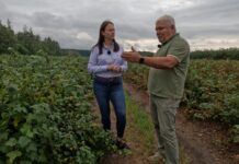 Katastrofalne skutki upałów na plantacjach czarnej porzeczki. Dariusz Szymczak: „To jest stan klęski żywiołowej”