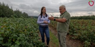 Katastrofalne skutki upałów na plantacjach czarnej porzeczki. Dariusz Szymczak: „To jest stan klęski żywiołowej”