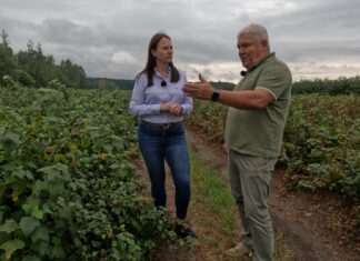Katastrofalne skutki upałów na plantacjach czarnej porzeczki. Dariusz Szymczak: „To jest stan klęski żywiołowej”