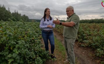 Katastrofalne skutki upałów na plantacjach czarnej porzeczki. Dariusz Szymczak: „To jest stan klęski żywiołowej”
