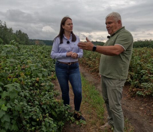 Katastrofalne skutki upałów na plantacjach czarnej porzeczki. Dariusz Szymczak: „To jest stan klęski żywiołowej”