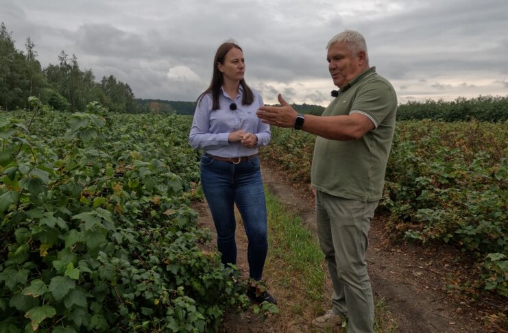 Katastrofalne skutki upałów na plantacjach czarnej porzeczki. Dariusz Szymczak: „To jest stan klęski żywiołowej”