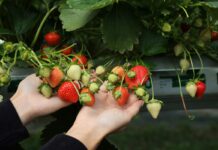 Jak przygotować truskawki na fale upałów? Praktyczne wskazówki Truskawki odmiany 'Karima'