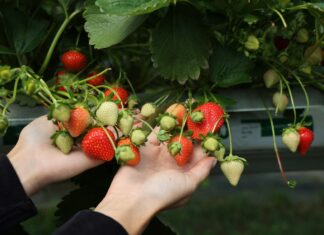 Jak przygotować truskawki na fale upałów? Praktyczne wskazówki Truskawki odmiany 'Karima'