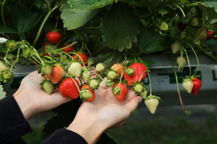 Truskawki odmiany 'Karima'