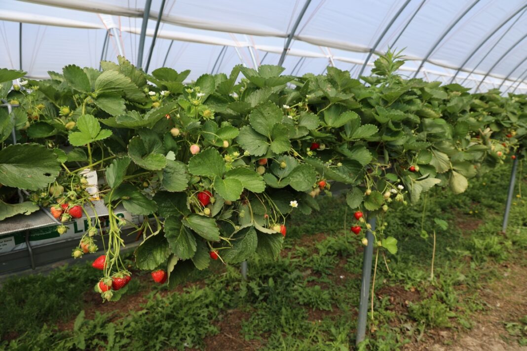 Plantacja truskawki odmiany Karima (początek lipca 2026 roku)