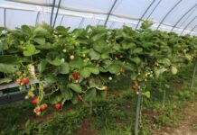 Choroby i szkodniki zaatakowały truskawki. Jak udało się odbudować plantację? Plantacja truskawki odmiany Karima (początek lipca 2026 roku)
