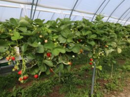 Choroby i szkodniki zaatakowały truskawki. Jak udało się odbudować plantację? Plantacja truskawki odmiany Karima (początek lipca 2026 roku)