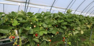 Choroby i szkodniki zaatakowały truskawki. Jak udało się odbudować plantację? Plantacja truskawki odmiany Karima (początek lipca 2026 roku)