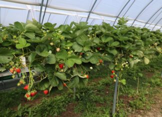 Choroby i szkodniki zaatakowały truskawki. Jak udało się odbudować plantację? Plantacja truskawki odmiany Karima (początek lipca 2026 roku)
