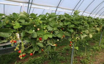Choroby i szkodniki zaatakowały truskawki. Jak udało się odbudować plantację? Plantacja truskawki odmiany Karima (początek lipca 2026 roku)