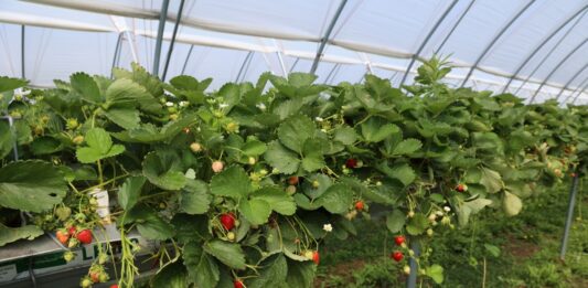 Choroby i szkodniki zaatakowały truskawki. Jak udało się odbudować plantację? Plantacja truskawki odmiany Karima (początek lipca 2026 roku)