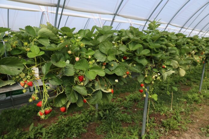 Plantacja truskawki odmiany Karima (początek lipca 2026 roku)