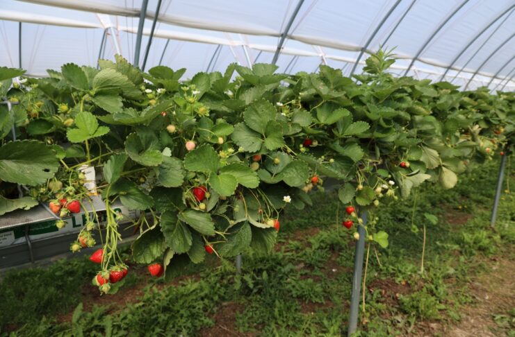 Choroby i szkodniki zaatakowały truskawki. Jak udało się odbudować plantację? Plantacja truskawki odmiany Karima (początek lipca 2026 roku)