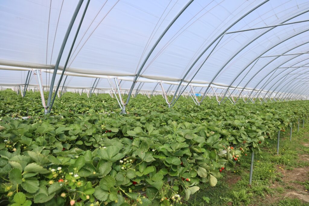 Plantacja odmiany 'Karima' w firmie Legsad - początek drugiego rzutu owocowania