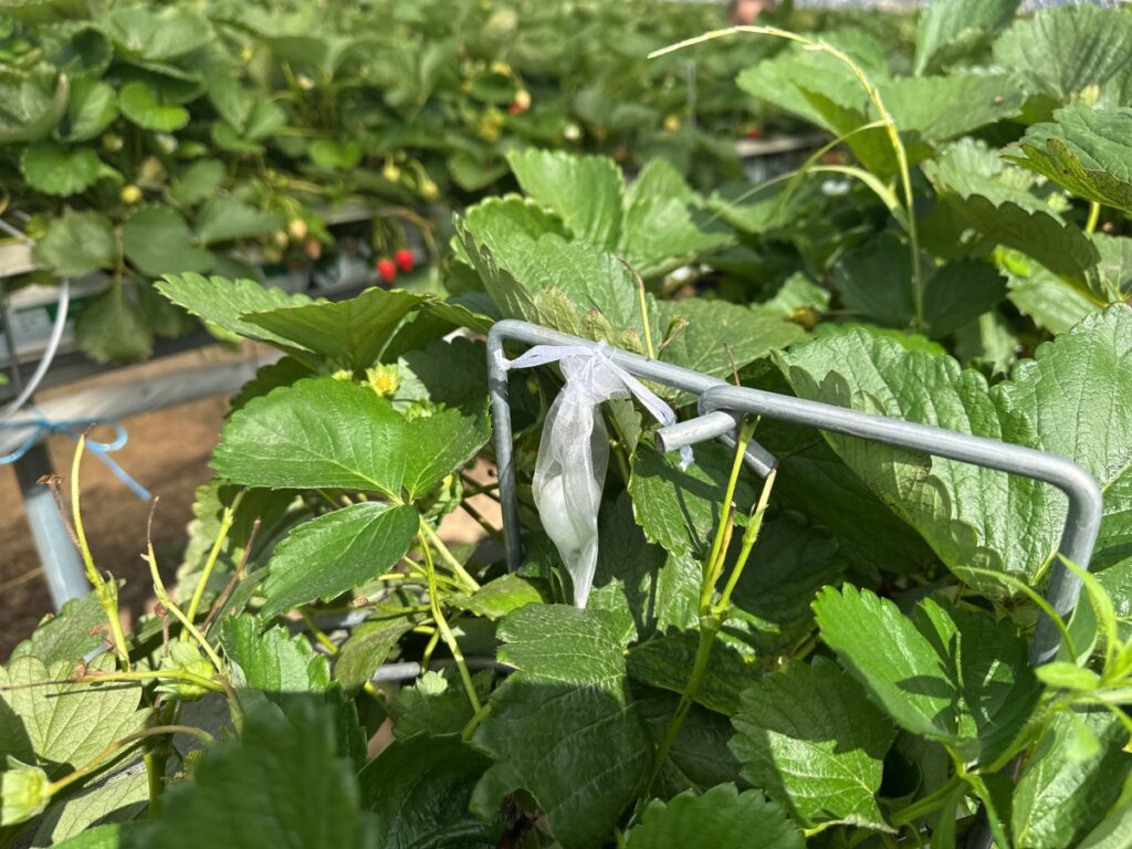 Na plantacji rozwiesza się tabletki repelentne - Lybolty