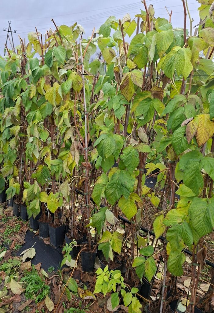 Sadzonki long cane w Agronom Plants