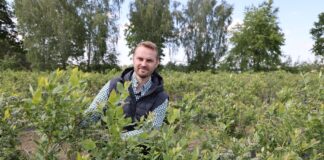 ‘Duke’ z donic do gruntu. Jak pobudzić borówki do ponownego ukorzeniania? Adrian Stasiak z Compo Expert na plantacji borówki∑ek odmiany 'Duke'