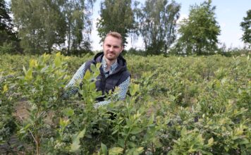‘Duke’ z donic do gruntu. Jak pobudzić borówki do ponownego ukorzeniania? Adrian Stasiak z Compo Expert na plantacji borówki∑ek odmiany 'Duke'