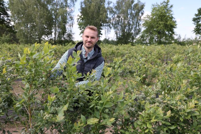 Adrian Stasiak z Compo Expert na plantacji borówki∑ek odmiany 'Duke'