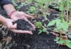 Jak odbudować maliny po upałach? Ściółka organiczna i regeneracja roślin Carbomat okazuje się być interesującą ściółką dla malin
