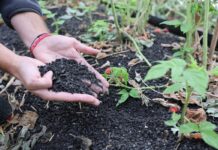 Jak odbudować maliny po upałach? Ściółka organiczna i regeneracja roślin Carbomat okazuje się być interesującą ściółką dla malin