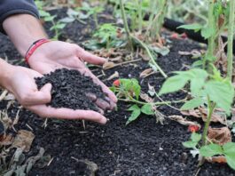 Jak odbudować maliny po upałach? Ściółka organiczna i regeneracja roślin Carbomat okazuje się być interesującą ściółką dla malin