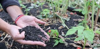 Jak odbudować maliny po upałach? Ściółka organiczna i regeneracja roślin Carbomat okazuje się być interesującą ściółką dla malin