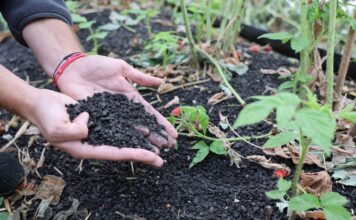 Jak odbudować maliny po upałach? Ściółka organiczna i regeneracja roślin Carbomat okazuje się być interesującą ściółką dla malin