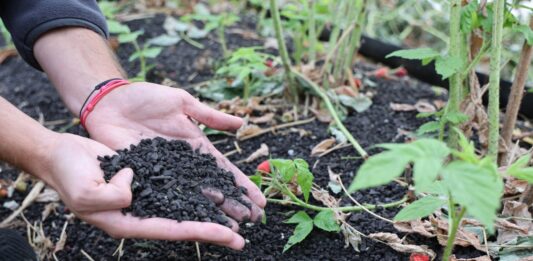 Jak odbudować maliny po upałach? Ściółka organiczna i regeneracja roślin Carbomat okazuje się być interesującą ściółką dla malin