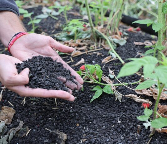 Jak odbudować maliny po upałach? Ściółka organiczna i regeneracja roślin Carbomat okazuje się być interesującą ściółką dla malin